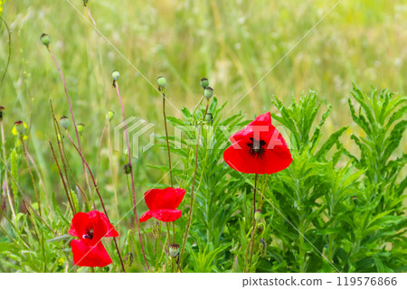 Red poppy flowers on a green meadow 119576866