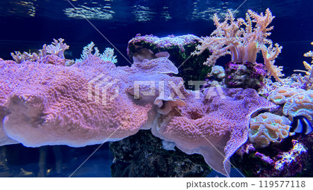 tropical fish under the water tropical fish under the water 119577118