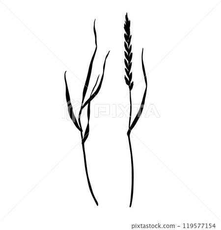 Set of meadow grass, ryegrass silhouettes. Hand drawn vector illustration isolated on white background. Sketch in line art style painted by black inks For clip art banner cards 119577154