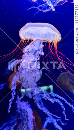 jellyfish in the aquarium jellyfish in the aquarium 119577182