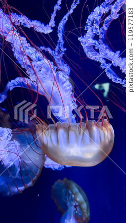 jellyfish on the blue sea 119577183