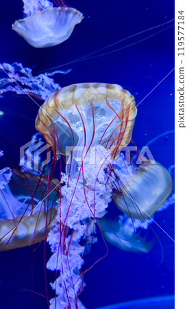 jellyfish in the aquarium jellyfish in the aquarium 119577184