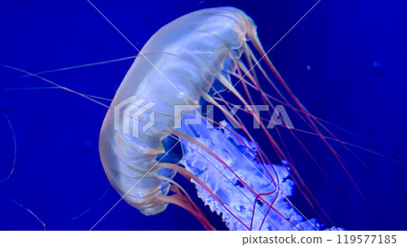 jellyfish floating in the dark sea 119577185