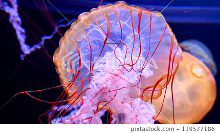 3d rendering of the sea in the dark jellyfish 3d rendering of the sea in the dark jellyfish 119577186
