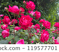 rose	 119577701