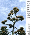 Agave blooms in Hibiya Park in 2024 119577705