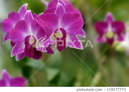 Phalaenopsis orchid Phalaenopsis orchid 119577773