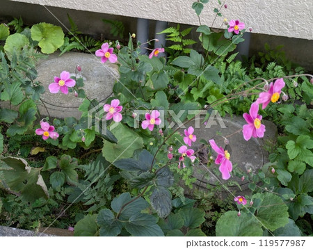 秋天花園裡盛開的粉紅菊花 秋天花園裡盛開的粉紅菊花 119577987