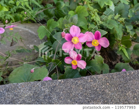 Pink flowers of autumn chrysanthemum blooming in an autumn garden 119577993