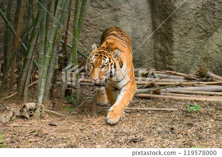 行走的東北虎男 行走的東北虎男 119578000