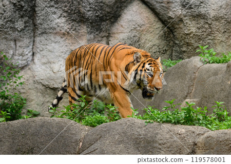 行走的東北虎男 行走的東北虎男 119578001