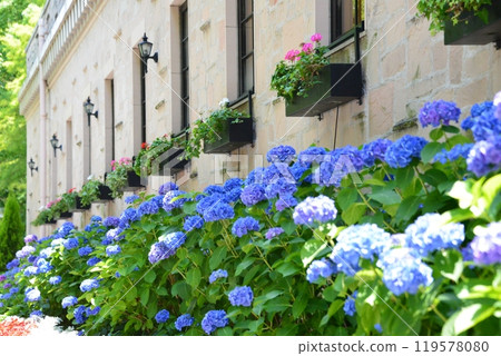 繡球 繡球 119578080