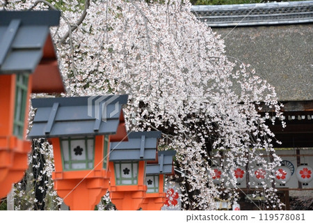 京都櫻花平野神社 119578081