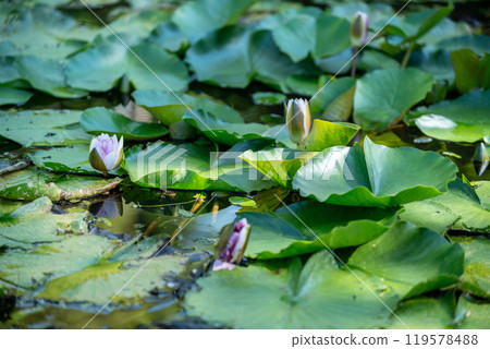 夏日池塘裡漂浮的荷花 119578488