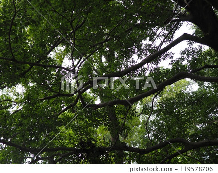 Big tree, deep green, soothing, copy space, feel the passage of time, moss, beautiful trunk 119578706