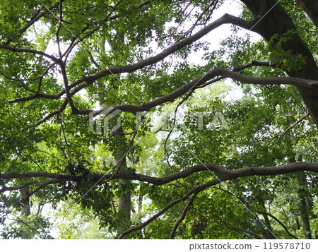 Big tree, deep green, soothing, copy space, feel the passage of time, moss, beautiful trunk Big tree, deep green, soothing, copy space, feel the passage of time, moss, beautiful trunk 119578710