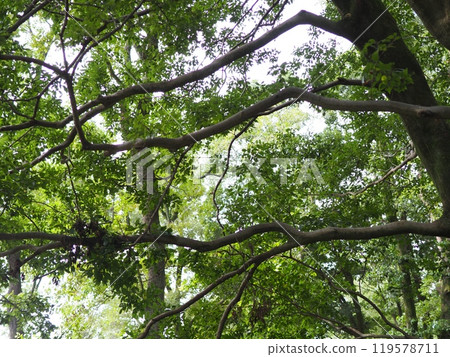 Big tree, deep green, soothing, copy space, feel the passage of time, moss, beautiful trunk Big tree, deep green, soothing, copy space, feel the passage of time, moss, beautiful trunk 119578711