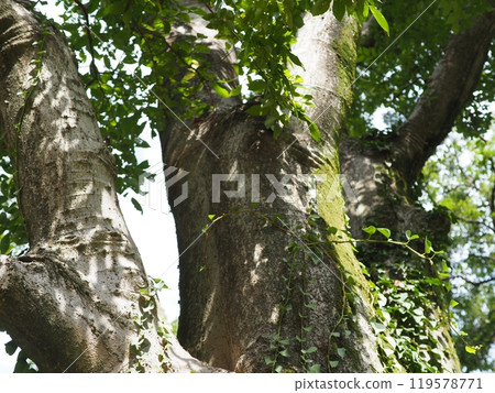 大樹，深綠，舒緩的複製空間，感受時間的流逝，美麗的苔蘚樹幹 119578771