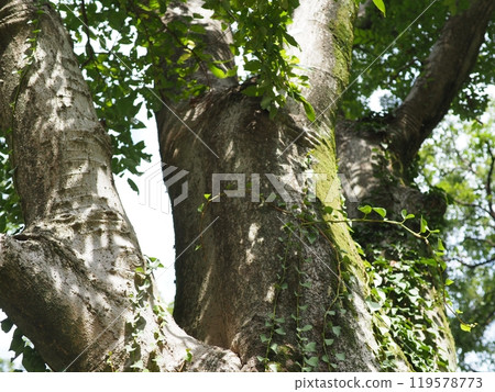 大樹，深綠，舒緩的複製空間，感受時間的流逝，美麗的苔蘚樹幹 119578773