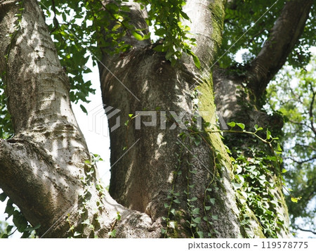 Big tree, deep green, soothing, copy space, feel the passage of time, moss, beautiful trunk 119578775