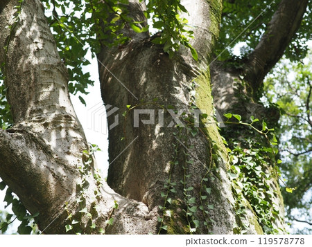 大樹,深綠,舒緩的複製空間,感受時間的流逝,美麗的苔蘚樹幹 大樹,深綠,舒緩的複製空間,感受時間的流逝,美麗的苔蘚樹幹 119578778