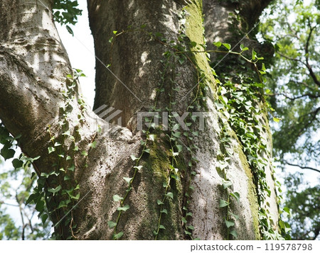 大樹,深綠,舒緩的複製空間,感受時間的流逝,美麗的苔蘚樹幹 大樹,深綠,舒緩的複製空間,感受時間的流逝,美麗的苔蘚樹幹 119578798