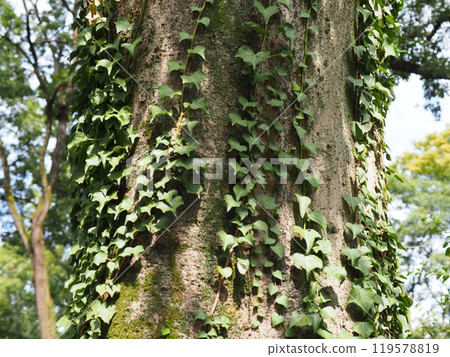 Big tree, deep green, soothing, copy space, feel the passage of time, moss, beautiful trunk 119578819