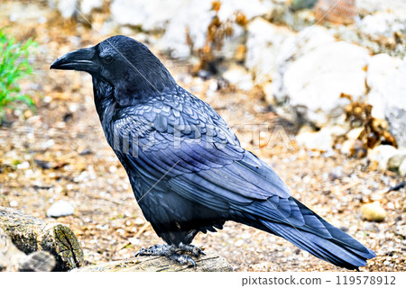 Close-up of a crow, an omnivorous animal 119578912
