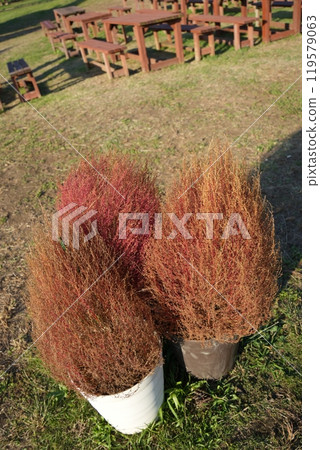 Kokia 119579063