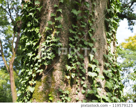 Weeds bathed in the spring sunshine Copy space The healing power of green Light and shadow Healed by green Weeds bathed in the spring sunshine Copy space The healing power of green Light and shadow Healed by green 119579123