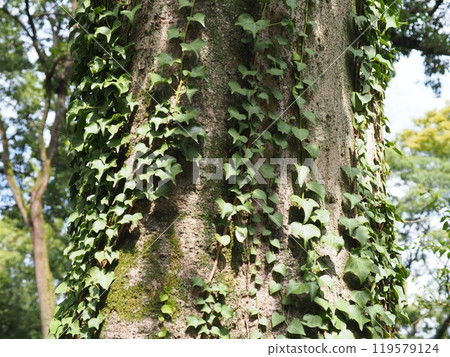 Weeds bathed in the spring sunshine Copy space The healing power of green Light and shadow Healed by green 119579124