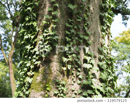 Weeds bathed in the spring sunshine Copy space The healing power of green Light and shadow Healed by green Weeds bathed in the spring sunshine Copy space The healing power of green Light and shadow Healed by green 119579125