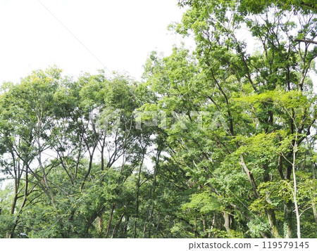 沐浴春天陽光的雜草，複製空間，治癒綠色，光與影，被綠色治愈 119579145