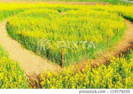 盛開的油菜田,文騰花園,上山 盛開的油菜田,文騰花園,上山 119579299