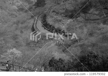 青梅市的吉野梅京5號在2月下旬的花期為1分鐘到2分鐘。 119579302