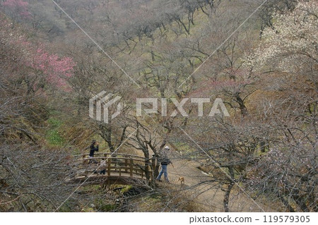 2月下旬,青梅市的吉野梅里2號將於2月下半月開花。 2月下旬,青梅市的吉野梅里2號將於2月下半月開花。 119579305
