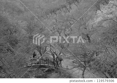 2月下半月，青梅市的「吉野梅里1號」將於1～2分鐘後盛開。 119579306