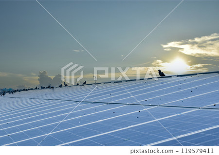 a group of pigeons sat and flew over the surface of the panels. The pigeons also made dirtyness by pooping and reduced the efficiency of solar cells, maintenance concepts, soft focus. a group of pigeons sat and flew over the surface of the panels. The pigeons also made dirtyness by pooping and reduced the efficiency of solar cells, maintenance concepts, soft focus. 119579411