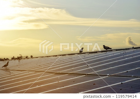a group of pigeons sat and flew over the surface of the panels. The pigeons also made dirtyness by pooping and reduced the efficiency of solar cells, maintenance concepts, soft focus. a group of pigeons sat and flew over the surface of the panels. The pigeons also made dirtyness by pooping and reduced the efficiency of solar cells, maintenance concepts, soft focus. 119579414