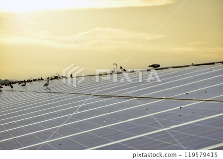 a group of pigeons sat and flew over the surface of the panels. The pigeons also made dirtyness by pooping and reduced the efficiency of solar cells, maintenance concepts, soft focus. a group of pigeons sat and flew over the surface of the panels. The pigeons also made dirtyness by pooping and reduced the efficiency of solar cells, maintenance concepts, soft focus. 119579415