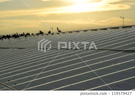 a group of pigeons sat and flew over the surface of the panels. The pigeons also made dirtyness by pooping and reduced the efficiency of solar cells, maintenance concepts, soft focus. 119579427