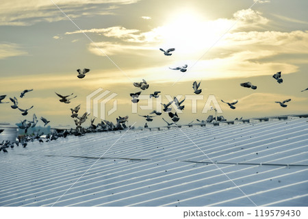 a group of pigeons sat and flew over the surface of the panels. The pigeons also made dirtyness by pooping and reduced the efficiency of solar cells, maintenance concepts, soft focus. a group of pigeons sat and flew over the surface of the panels. The pigeons also made dirtyness by pooping and reduced the efficiency of solar cells, maintenance concepts, soft focus. 119579430