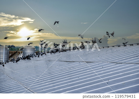 a group of pigeons sat and flew over the surface of the panels. The pigeons also made dirtyness by pooping and reduced the efficiency of solar cells, maintenance concepts, soft focus. 119579431