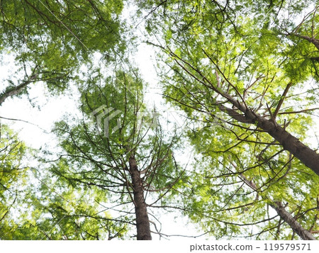 The sun seen from the forest, the sparkle of the trees, copy space, time for relaxation, being healed by the forest, the sparkle of green The sun seen from the forest, the sparkle of the trees, copy space, time for relaxation, being healed by the forest, the sparkle of green 119579571