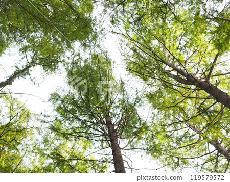 The sun seen from the forest, the sparkle of the trees, copy space, time for relaxation, being healed by the forest, the sparkle of green The sun seen from the forest, the sparkle of the trees, copy space, time for relaxation, being healed by the forest, the sparkle of green 119579572