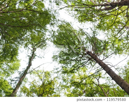 The sun seen from the forest, the sparkle of the trees, copy space, time for relaxation, being healed by the forest, the sparkle of green The sun seen from the forest, the sparkle of the trees, copy space, time for relaxation, being healed by the forest, the sparkle of green 119579580