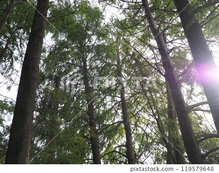 透過森林可見的陽光，樹木的光芒，複製空間，治癒時間，森林撫慰你，綠色的光芒 119579648