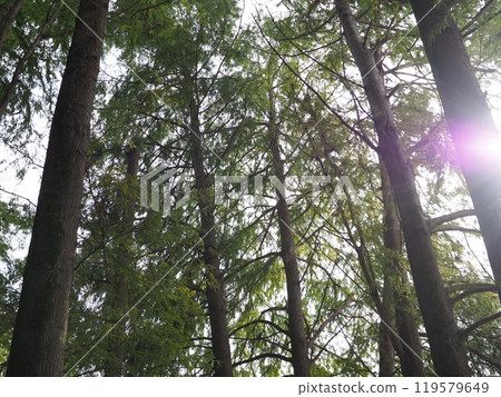 The sun seen from the forest, the sparkle of the trees, copy space, time for relaxation, being healed by the forest, the sparkle of green 119579649