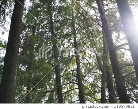 The sun seen from the forest, the sparkle of the trees, copy space, time for relaxation, being healed by the forest, the sparkle of green 119579651