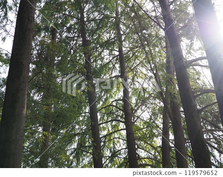 The sun seen from the forest, the sparkle of the trees, copy space, time for relaxation, being healed by the forest, the sparkle of green The sun seen from the forest, the sparkle of the trees, copy space, time for relaxation, being healed by the forest, the sparkle of green 119579652